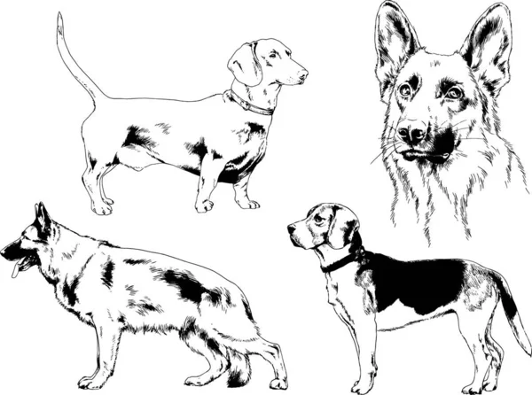 Vector Schetsen Van Verschillende Rassen Van Honden Met Hand Met — Stockvector