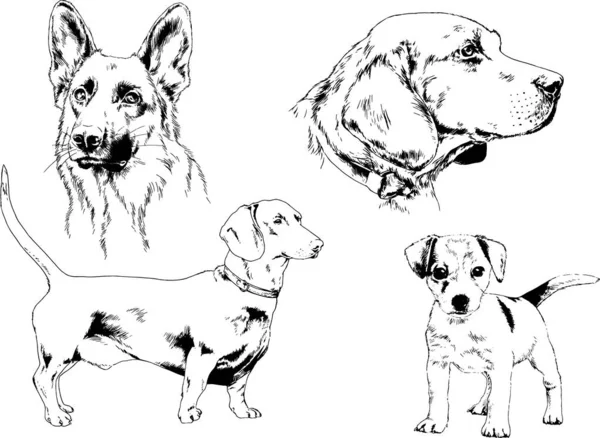 Векторные Эскизы Различных Пород Собак Нарисованные Чернилами Вручную Фона Выбранные — стоковый вектор