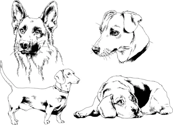 Bosquejos Vectoriales Diferentes Razas Perros Dibujados Tinta Mano Sin Fondo — Archivo Imágenes Vectoriales