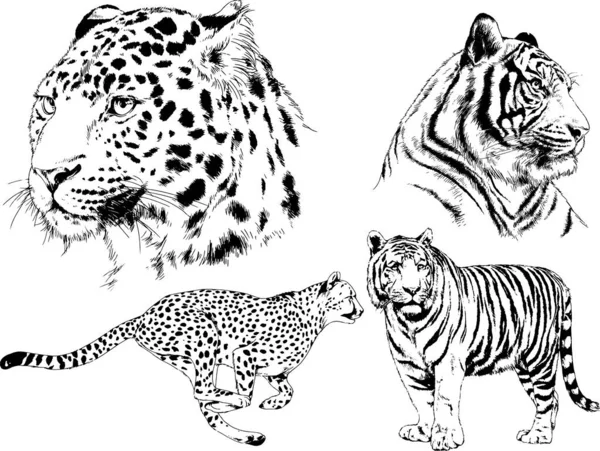 以食肉动物老虎为主题的一组矢量绘图用墨水纹身标识手绘 — 图库矢量图片