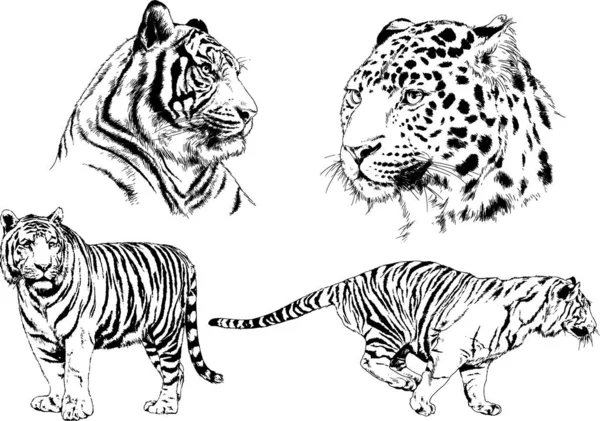 Set Vector Drawings Theme Predators Tigers Drawn Hand Ink Tattoo — Stock Vector