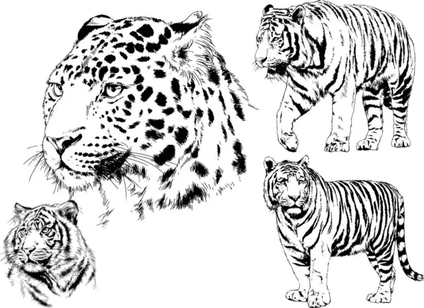Serie Disegni Vettoriali Sul Tema Dei Predatori Tigri Sono Disegnati — Vettoriale Stock