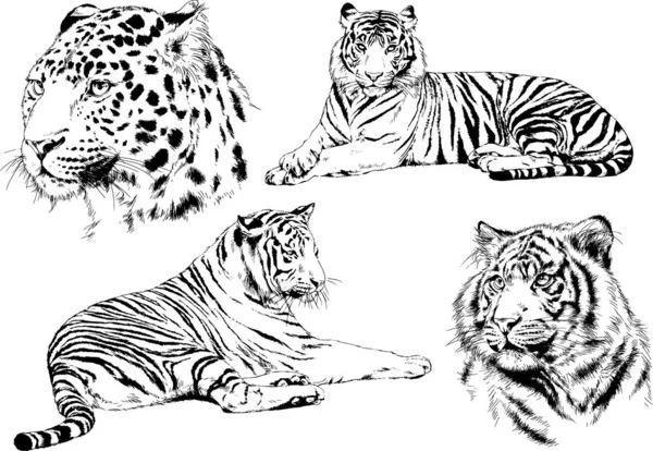 捕食者の虎をテーマにしたベクターの絵を手描きでインクタトゥーのロゴが描かれています — ストックベクタ