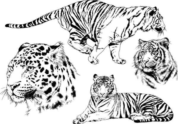 Conjunto Dibujos Vectoriales Sobre Tema Los Depredadores Tigres Dibujan Mano — Archivo Imágenes Vectoriales