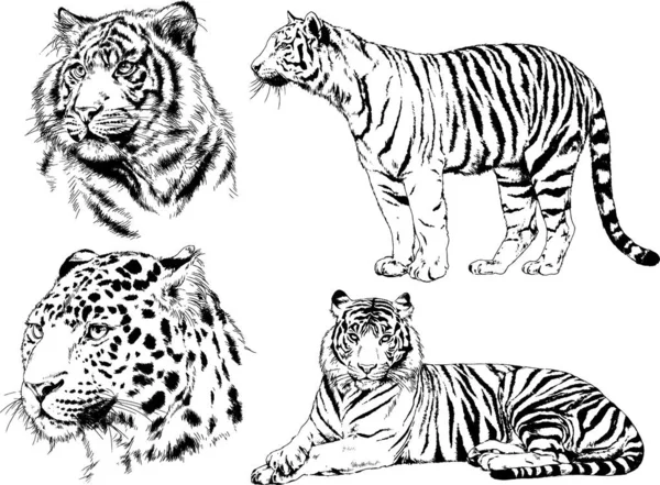 Ensemble Dessins Vectoriels Sur Thème Des Prédateurs Tigres Sont Dessinés — Image vectorielle