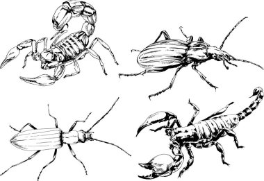 Vektör çizimleri farklı böcekler çizer. Akrepler, mürekkeple çizilen örümcekler, arka planı olmayan nesneler.