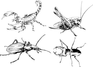 Vektör çizimleri farklı böcekler çizer. Akrepler, mürekkeple çizilen örümcekler, arka planı olmayan nesneler.