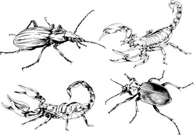Vektör çizimleri farklı böcekler çizer. Akrepler, mürekkeple çizilen örümcekler, arka planı olmayan nesneler.