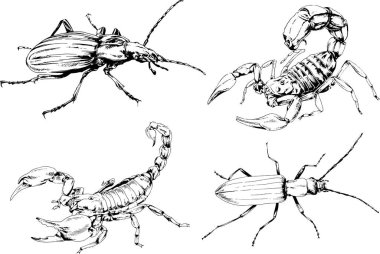 Vektör çizimleri farklı böcekler çizer. Akrepler, mürekkeple çizilen örümcekler, arka planı olmayan nesneler.
