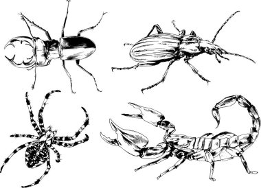 Vektör çizimleri farklı böcekler çizer. Akrepler, mürekkeple çizilen örümcekler, arka planı olmayan nesneler.