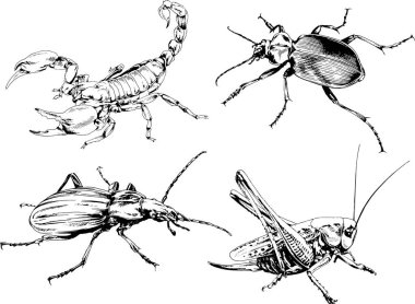 Vektör çizimleri farklı böcekler çizer. Akrepler, mürekkeple çizilen örümcekler, arka planı olmayan nesneler.