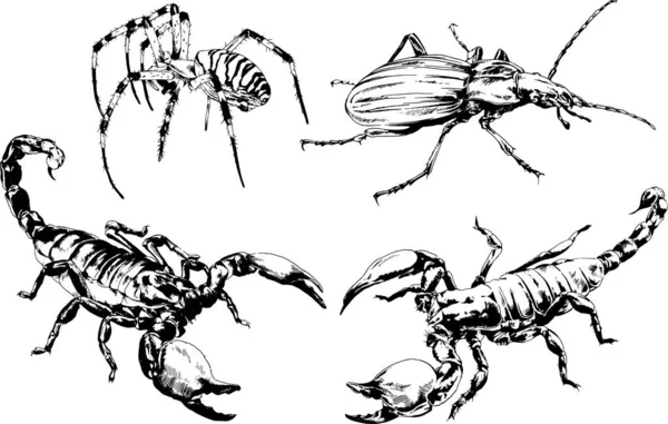 Vector Drawings Sketches Different Insects Bugs Scorpions Spiders Drawn Ink — Stock Vector