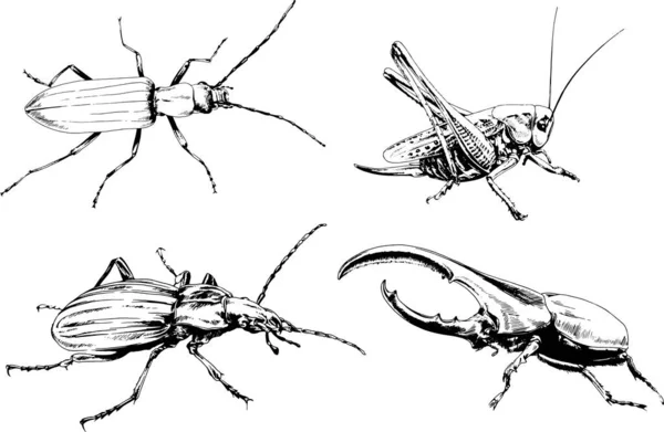 Desenhos Vetoriais Esboços Diferentes Insetos Insetos Escorpiões Aranhas Desenhadas Tinta —  Vetores de Stock