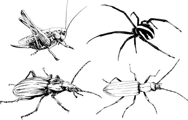 Rysunki Wektorowe Szkice Różne Owady Błędy Skorpiony Pająki Narysowane Atramentem — Wektor stockowy