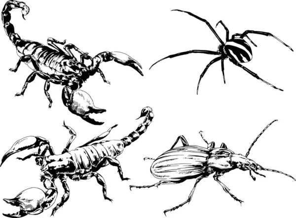 Vector Drawings Sketches Different Insects Bugs Scorpions Spiders Drawn Ink — Stock Vector