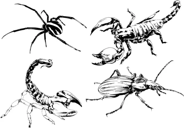 Vectortekeningen Schetst Verschillende Insecten Insecten Schorpioenen Spinnen Met Hand Getekend — Stockvector