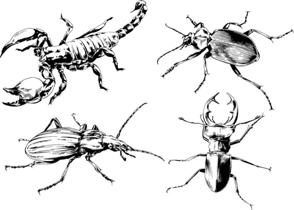 Disegni Vettoriali Schizzi Insetti Diversi Insetti Ragni Scorpioni Disegnati Mano — Vettoriale Stock