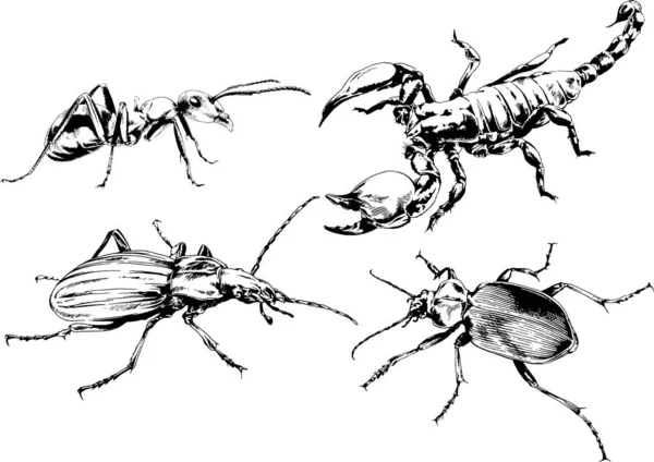 Disegni Vettoriali Schizzi Insetti Diversi Insetti Ragni Scorpioni Disegnati Mano — Vettoriale Stock