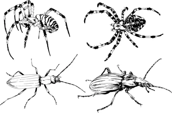 Dessins Vectoriels Esquisse Différents Insectes Insectes Scorpions Araignées Dessinées Encre — Image vectorielle