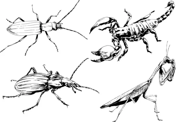 Desenhos Vetoriais Esboços Diferentes Insetos Insetos Escorpiões Aranhas Desenhadas Tinta — Vetor de Stock