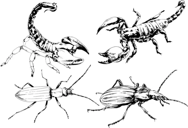 Dessins Vectoriels Esquisse Différents Insectes Insectes Scorpions Araignées Dessinées Encre — Image vectorielle