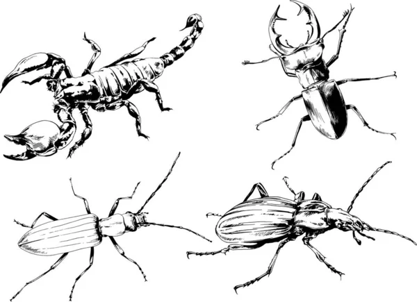 Dibujos Vectoriales Bocetos Insectos Diferentes Insectos Scorpions Arañas Dibujadas Con — Vector de stock