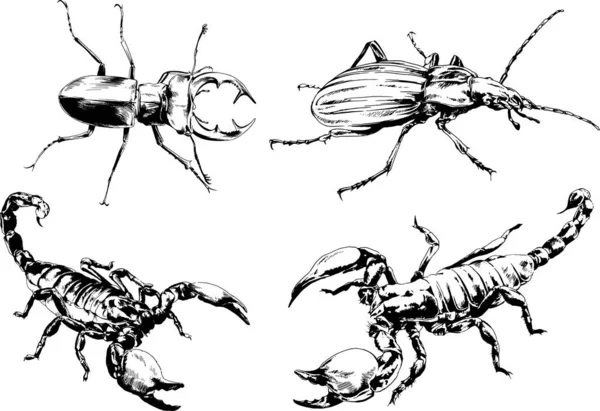 Desenhos Vetoriais Esboços Diferentes Insetos Insetos Escorpiões Aranhas Desenhadas Tinta —  Vetores de Stock