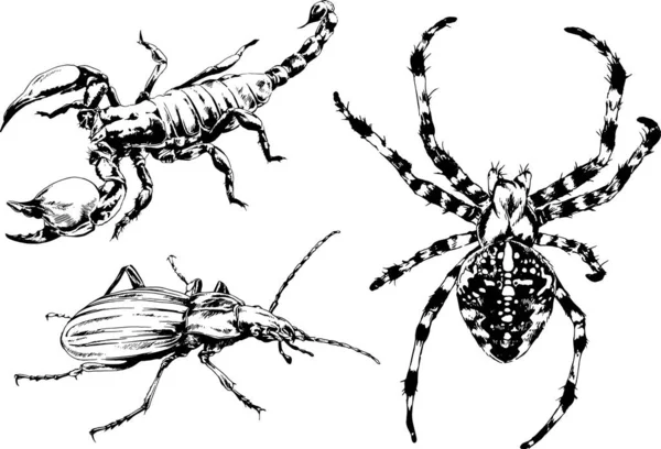 Disegni Vettoriali Schizzi Insetti Diversi Insetti Ragni Scorpioni Disegnati Mano — Vettoriale Stock