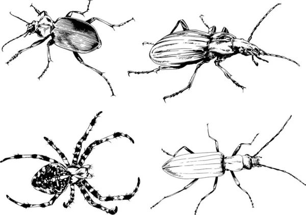 Dibujos Vectoriales Bocetos Insectos Diferentes Insectos Scorpions Arañas Dibujadas Con — Vector de stock