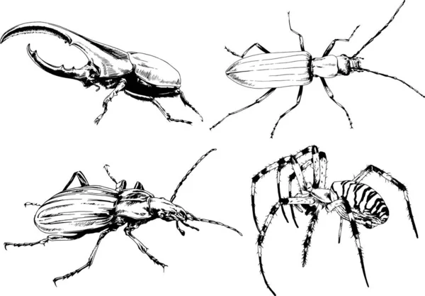 Vektorzeichnungen Skizzieren Verschiedene Insekten Käfer Skorpione Spinnen Mit Tusche Von — Stockvektor