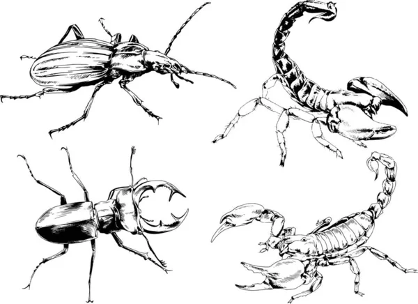 Vektorzeichnungen Skizzieren Verschiedene Insekten Käfer Skorpione Spinnen Mit Tusche Von — Stockvektor