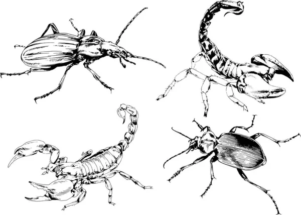 Disegni Vettoriali Schizzi Insetti Diversi Insetti Ragni Scorpioni Disegnati Mano — Vettoriale Stock