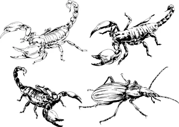 Vectortekeningen Schetst Verschillende Insecten Insecten Schorpioenen Spinnen Met Hand Getekend — Stockvector