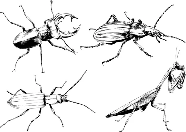 Desenhos Vetoriais Esboços Diferentes Insetos Insetos Escorpiões Aranhas Desenhadas Tinta —  Vetores de Stock