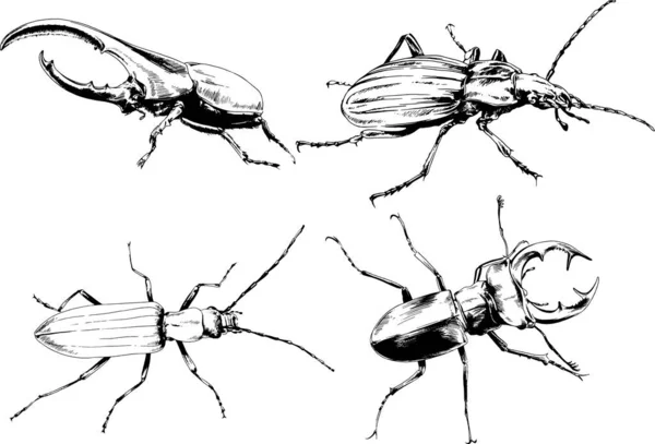 Desenhos Vetoriais Esboços Diferentes Insetos Insetos Escorpiões Aranhas Desenhadas Tinta —  Vetores de Stock