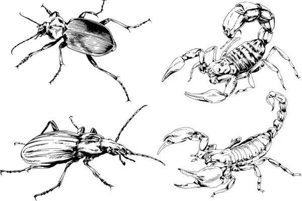 Desenhos Vetoriais Esboços Diferentes Insetos Insetos Escorpiões Aranhas Desenhadas Tinta —  Vetores de Stock