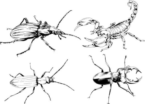 Vektorzeichnungen Skizzieren Verschiedene Insekten Käfer Skorpione Spinnen Mit Tusche Von — Stockvektor