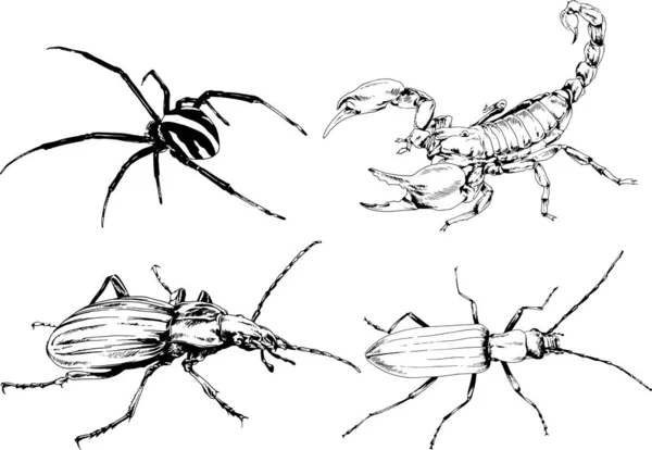 Disegni Vettoriali Schizzi Insetti Diversi Insetti Ragni Scorpioni Disegnati Mano — Vettoriale Stock