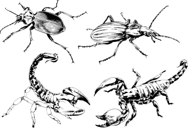 Dibujos Vectoriales Bocetos Insectos Diferentes Insectos Scorpions Arañas Dibujadas Con — Vector de stock