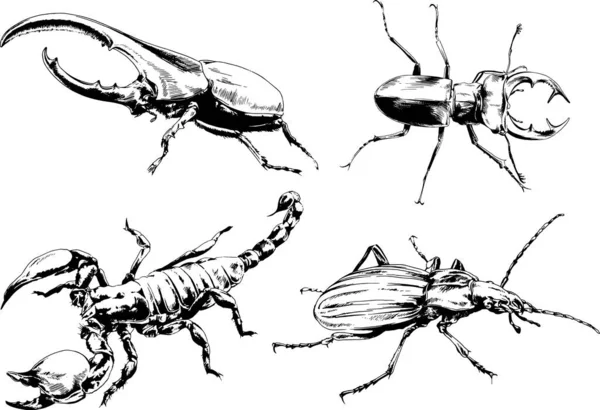 Desenhos Vetoriais Esboços Diferentes Insetos Insetos Escorpiões Aranhas Desenhadas Tinta — Vetor de Stock