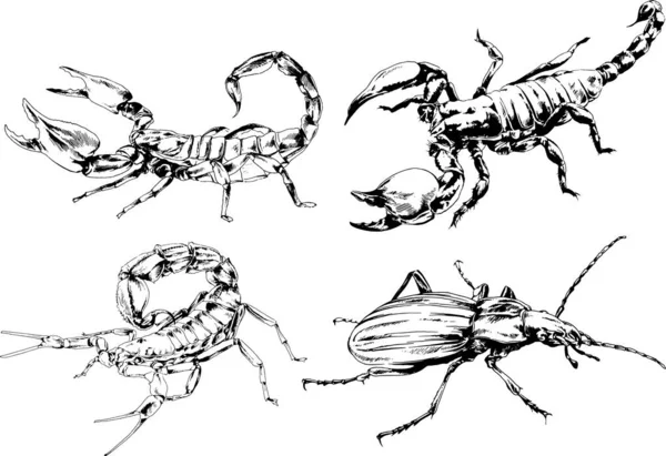 Dibujos Vectoriales Bocetos Insectos Diferentes Insectos Scorpions Arañas Dibujadas Con — Vector de stock