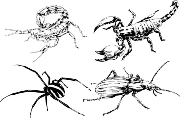 Vector Drawings Sketches Different Insects Bugs Scorpions Spiders Drawn Ink — Stock Vector