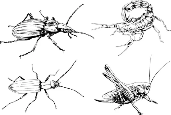 Disegni Vettoriali Schizzi Insetti Diversi Insetti Ragni Scorpioni Disegnati Mano — Vettoriale Stock