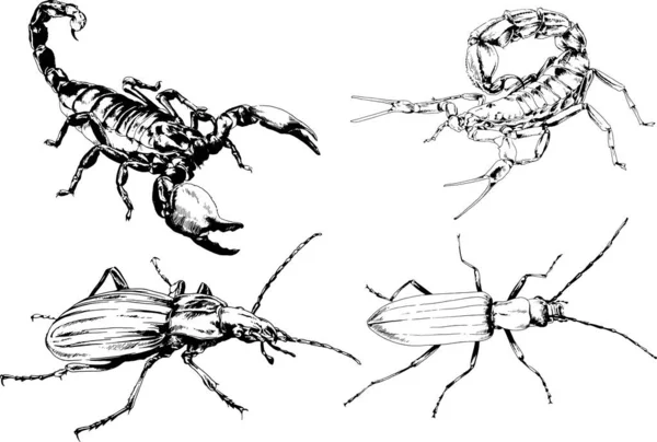 Dibujos Vectoriales Bocetos Insectos Diferentes Insectos Scorpions Arañas Dibujadas Con — Archivo Imágenes Vectoriales