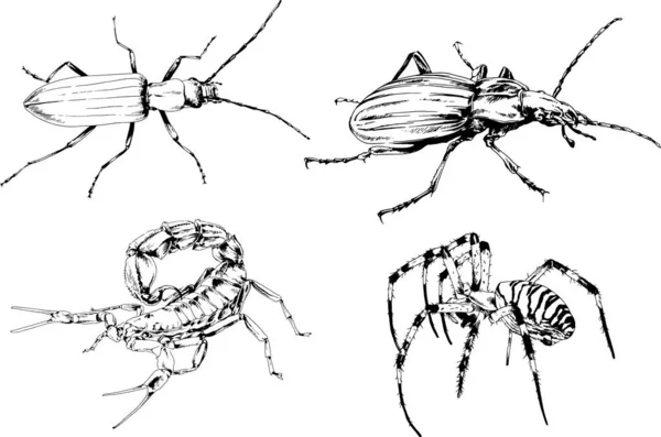 Vektorzeichnungen Skizzieren Verschiedene Insekten Käfer Skorpione Spinnen Mit Tusche Von — Stockvektor