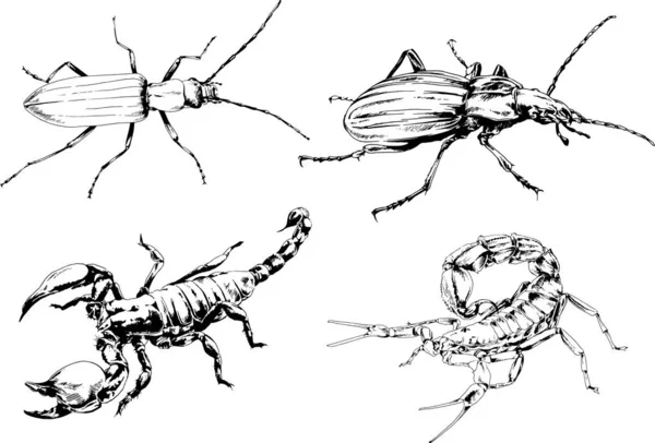 矢量绘图描绘了不同的昆虫昆虫蝎子蜘蛛用墨水手绘 没有背景的物体 — 图库矢量图片