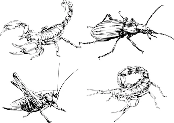 Векторные Рисунки Эскизы Различных Насекомых Жуки Scorpions Пауки Нарисованы Чернилами — стоковый вектор