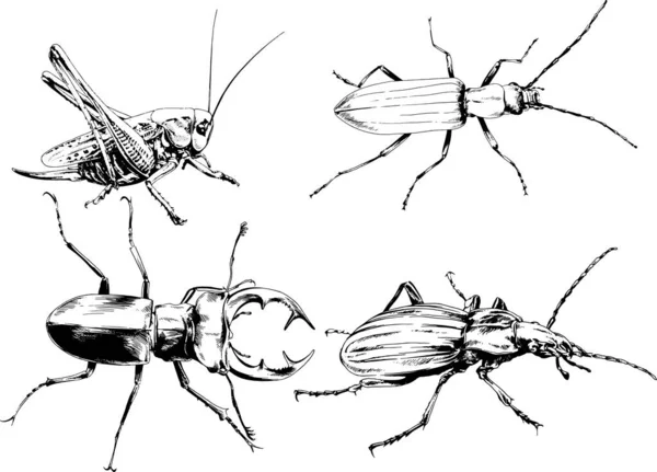 Dibujos Vectoriales Bocetos Insectos Diferentes Insectos Scorpions Arañas Dibujadas Con — Vector de stock