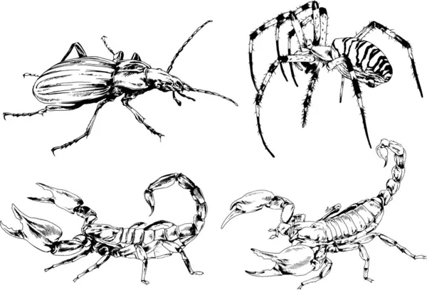 Disegni Vettoriali Schizzi Insetti Diversi Insetti Ragni Scorpioni Disegnati Mano — Vettoriale Stock
