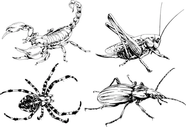 Desenhos Vetoriais Esboços Diferentes Insetos Insetos Escorpiões Aranhas Desenhadas Tinta —  Vetores de Stock